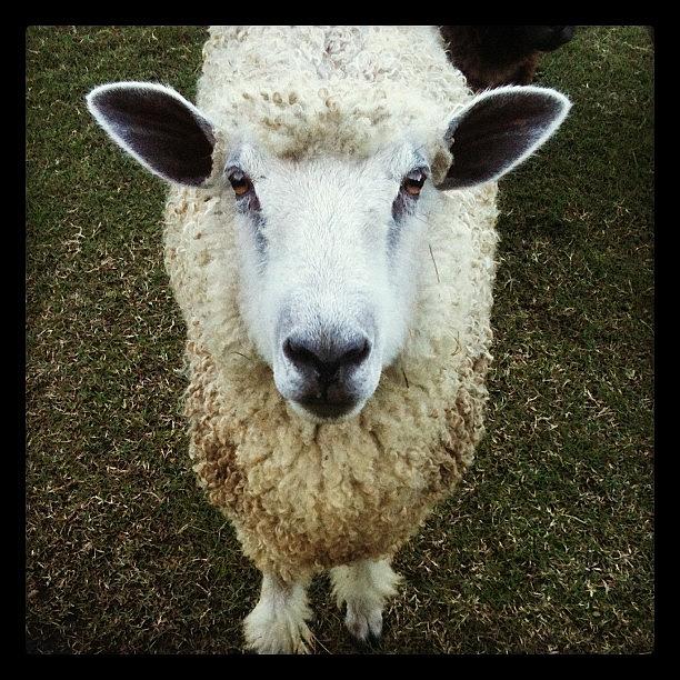 Sheep Photograph - Baaa Baaa by Brooke Cain