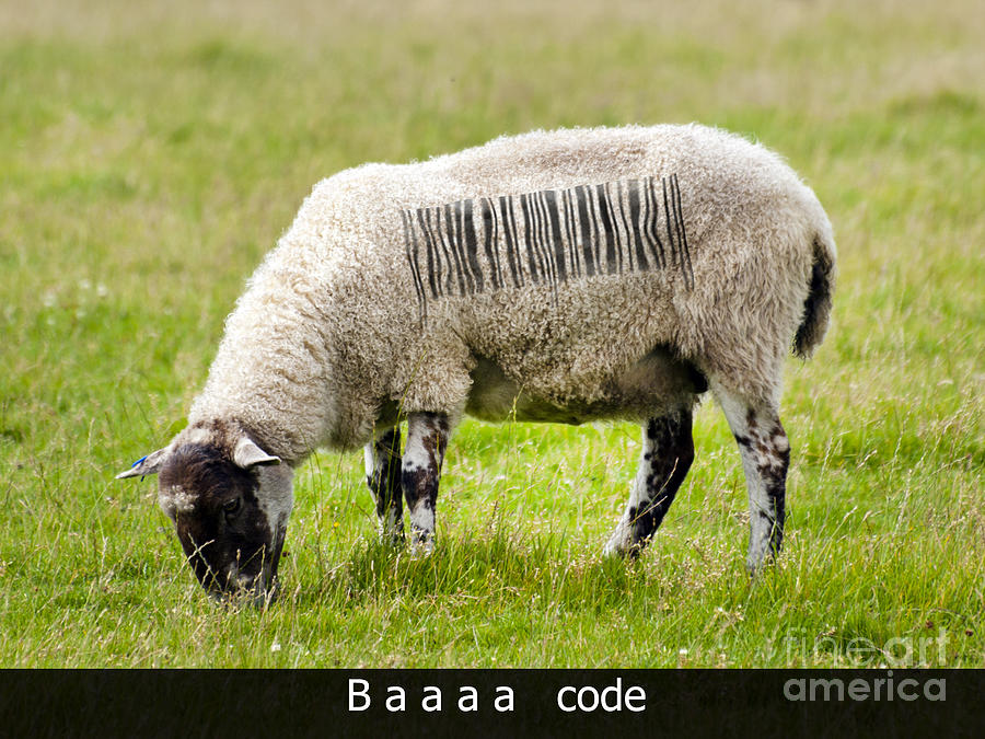 Baaaa code Photograph by Steev Stamford
