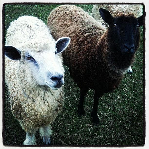 Sheep Photograph - Baaaaa by Brooke Cain