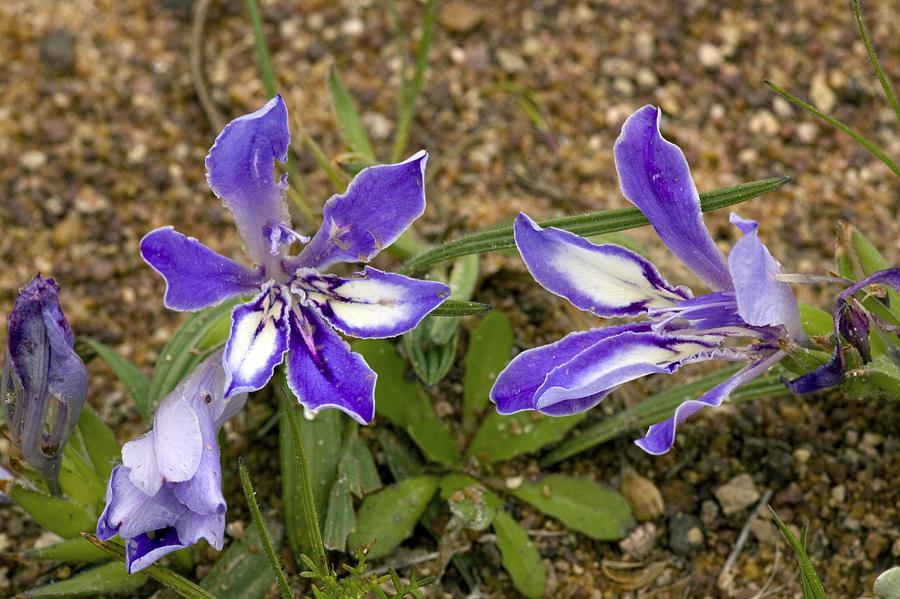 Babiana Ambigua Flowers Photograph by Bob Gibbons