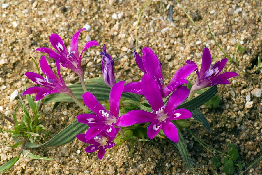 Babiana Curviscapa Flowers Photograph by Bob Gibbons - Fine Art America