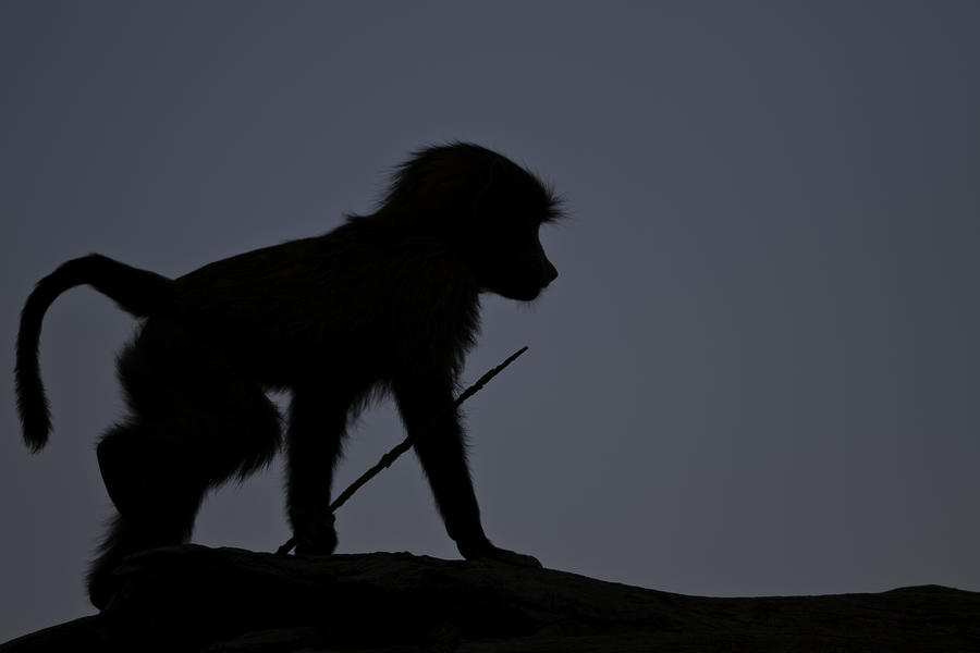 Baboon Baby Carrying A Stick Photograph by Manoj Shah