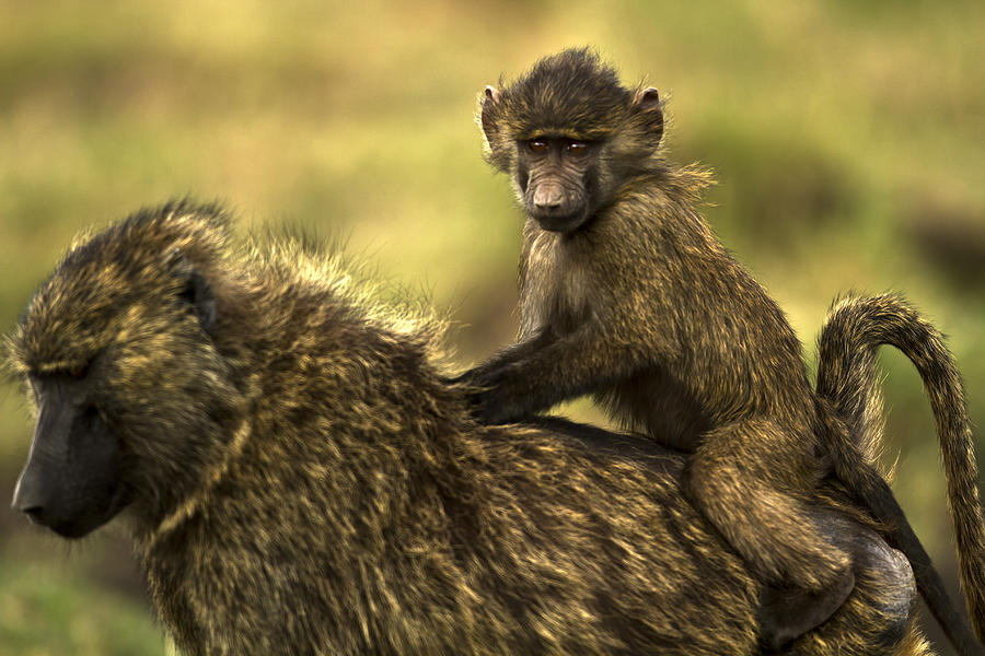 Baboon Baby Riding On Mothers Back Photograph by Manoj Shah