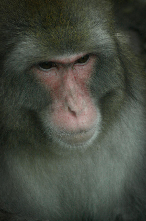 Baboon Photograph by Cindy Haggerty