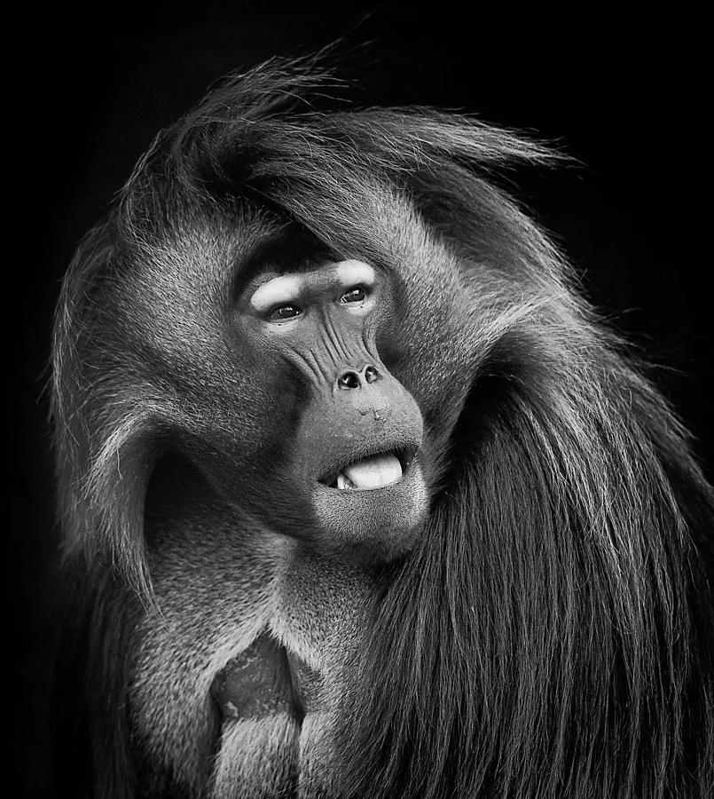 Baboon Photograph by Steve Zimic