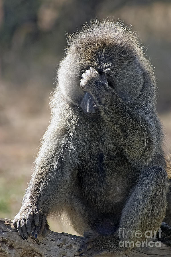 Baboon with Headache Photograph by Darcy Michaelchuk