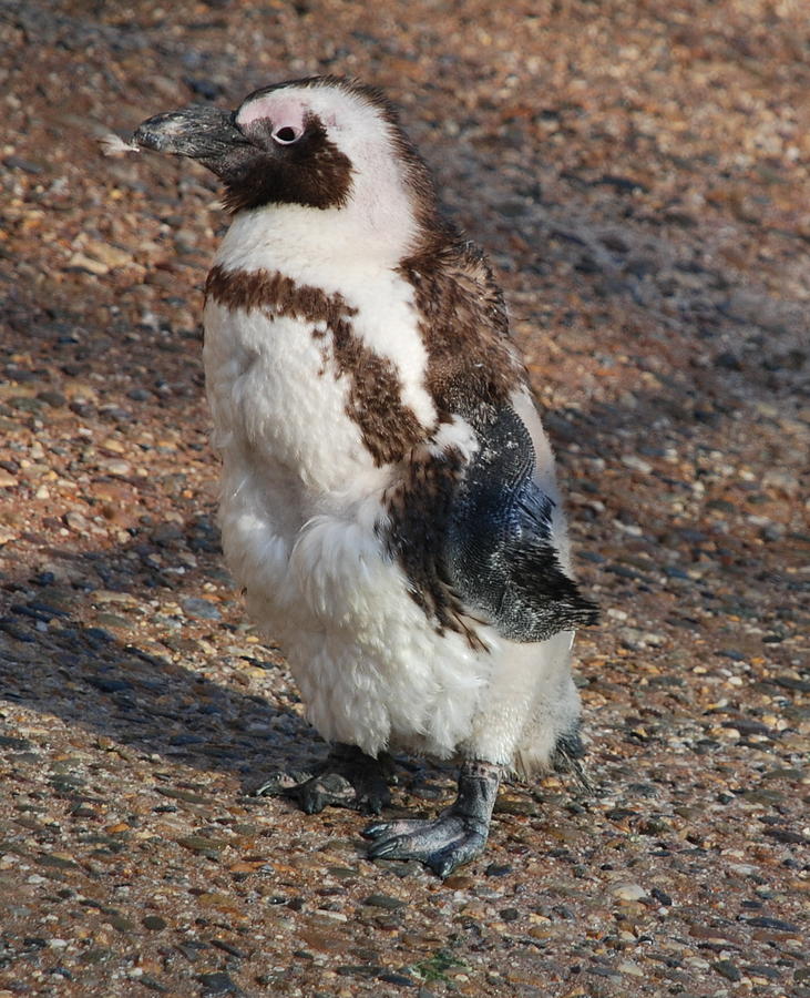 Penguin Photograph - Baby African Penguin by Richard Bryce and Family