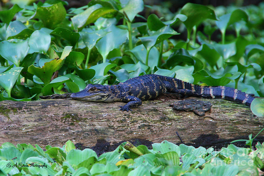 Baby Alligator Photograph by Barbara Bowen