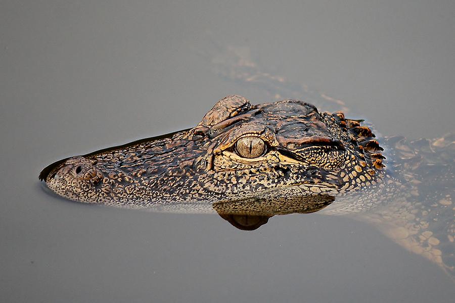 Alligator Photograph - Baby Alligator Reflection by Paulette Thomas