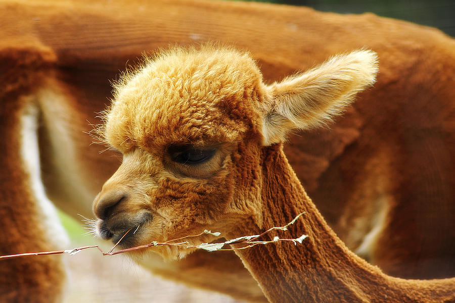 Baby Alpaca 3 Photograph by Scott Hovind
