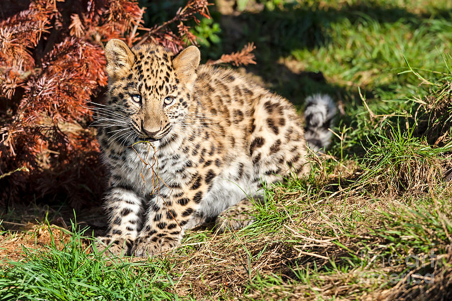 Baby Amur Leopard Cub Chewing Grass Photograph by Sarah Cheriton-Jones