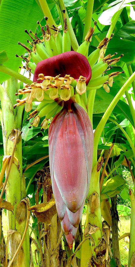 Baby Bananas Photograph by Roy Foos - Fine Art America