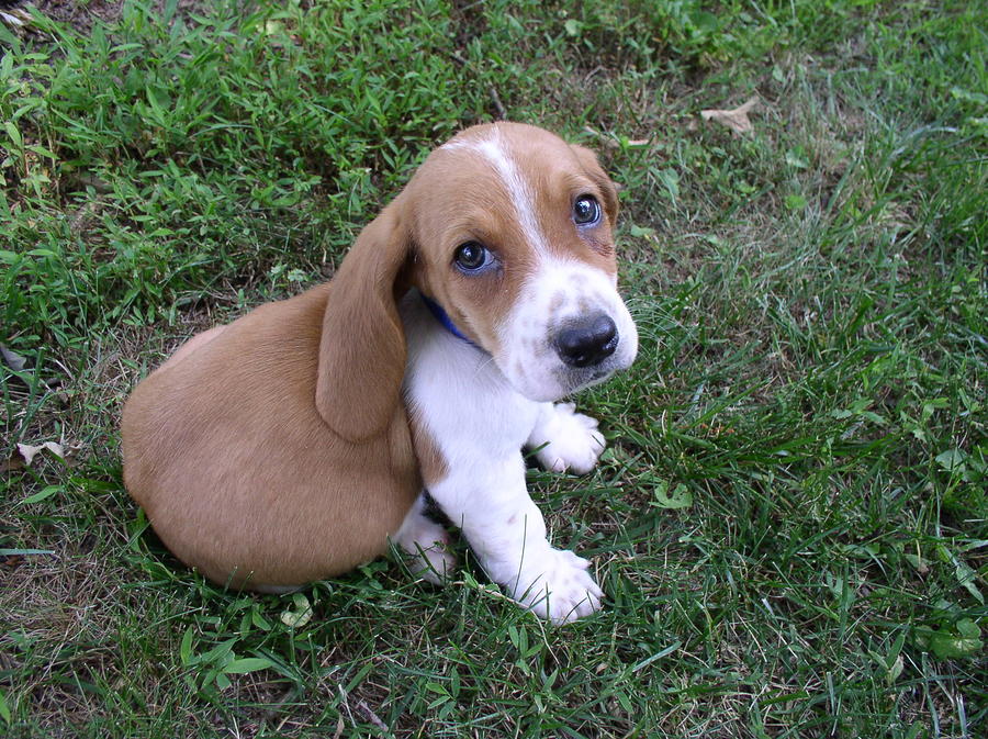 Baby Basset by Sandi Floyd