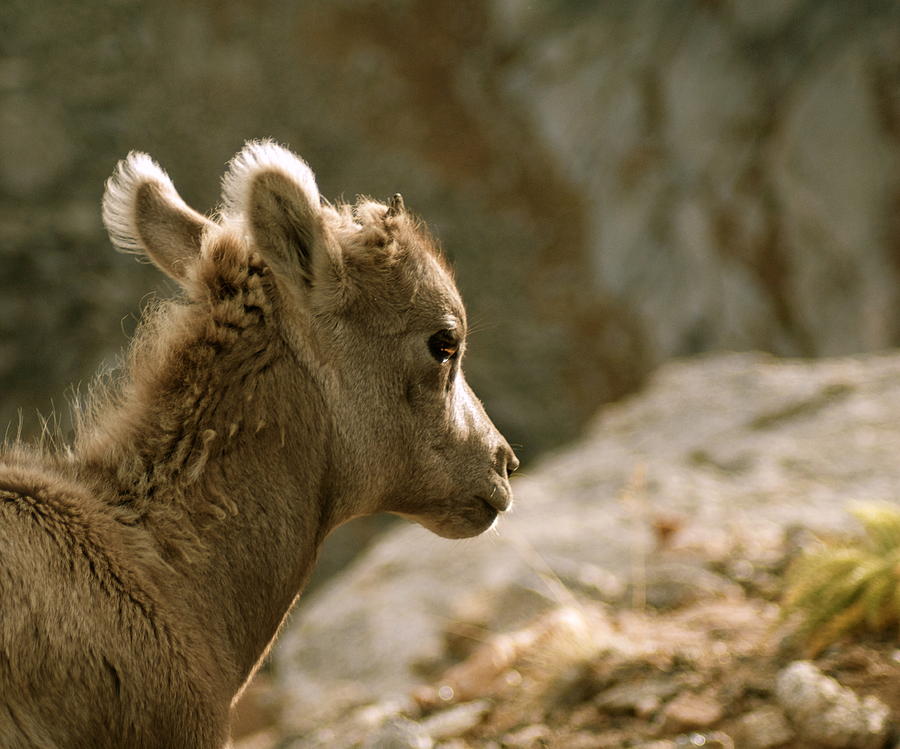 Download Baby Big Horn Sheep Photograph by Diane Jensen