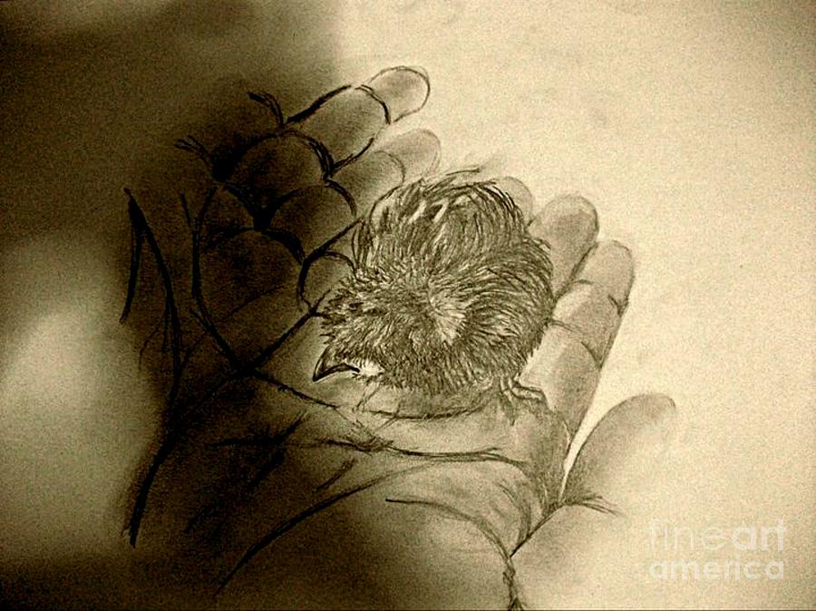 Baby Bird Can't Fly Drawing by Aisa Mijeno - Pixels