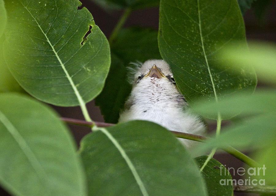 Baby Bird Peeping in the Bushes Photograph by Jeannette Hunt