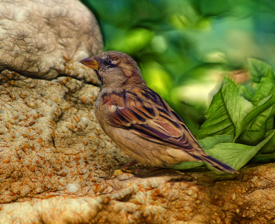 Feather Photograph - Baby Birdie by Linda Tiepelman