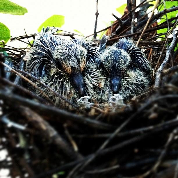 Bird Photograph - #baby #birds #babybirds #nest #tree by Samantha Huynh