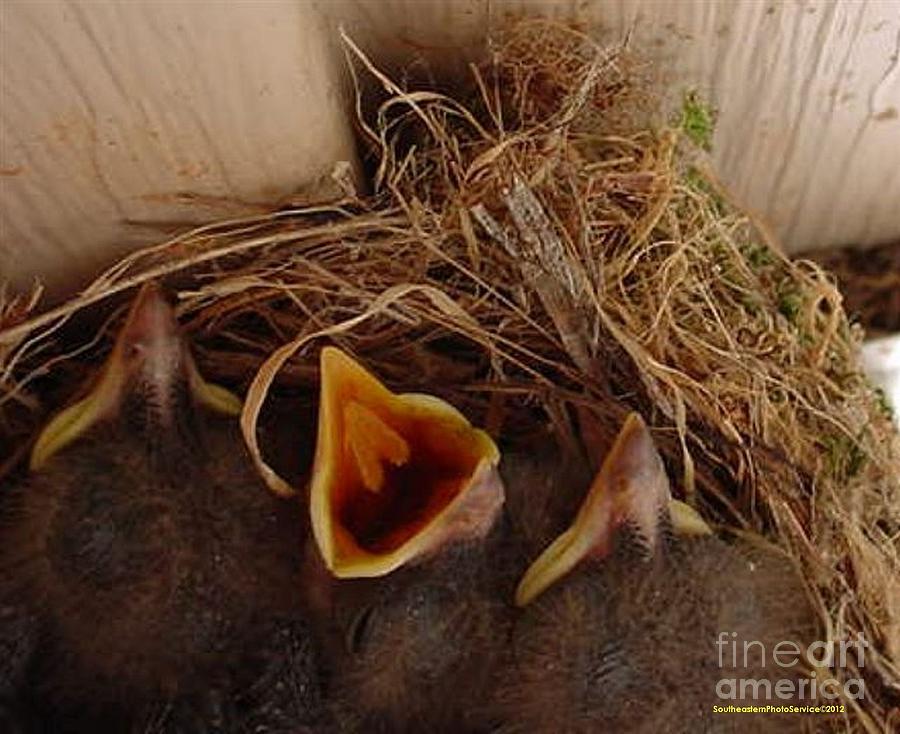 Baby Birds in Nest - 03 Photograph by Sherrie Winstead