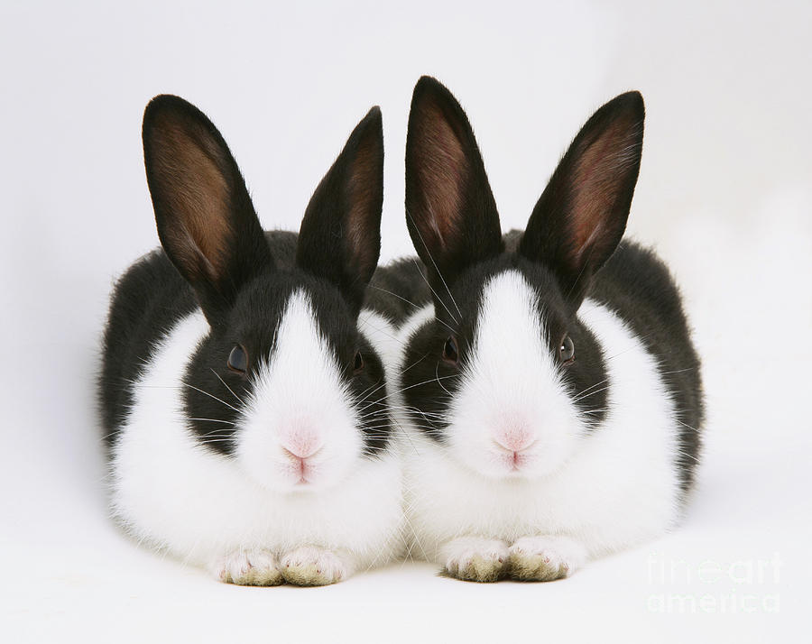 Baby Black-and-white Dutch Rabbits Photograph by Jane Burton