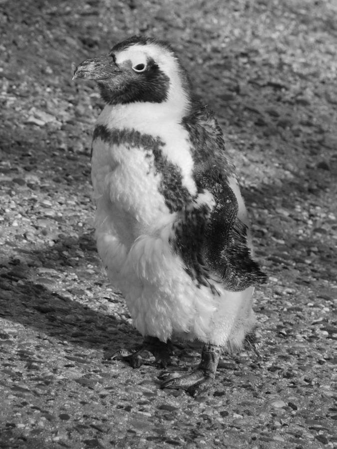 Baby black and white penguin Photograph by Richard Bryce and Family