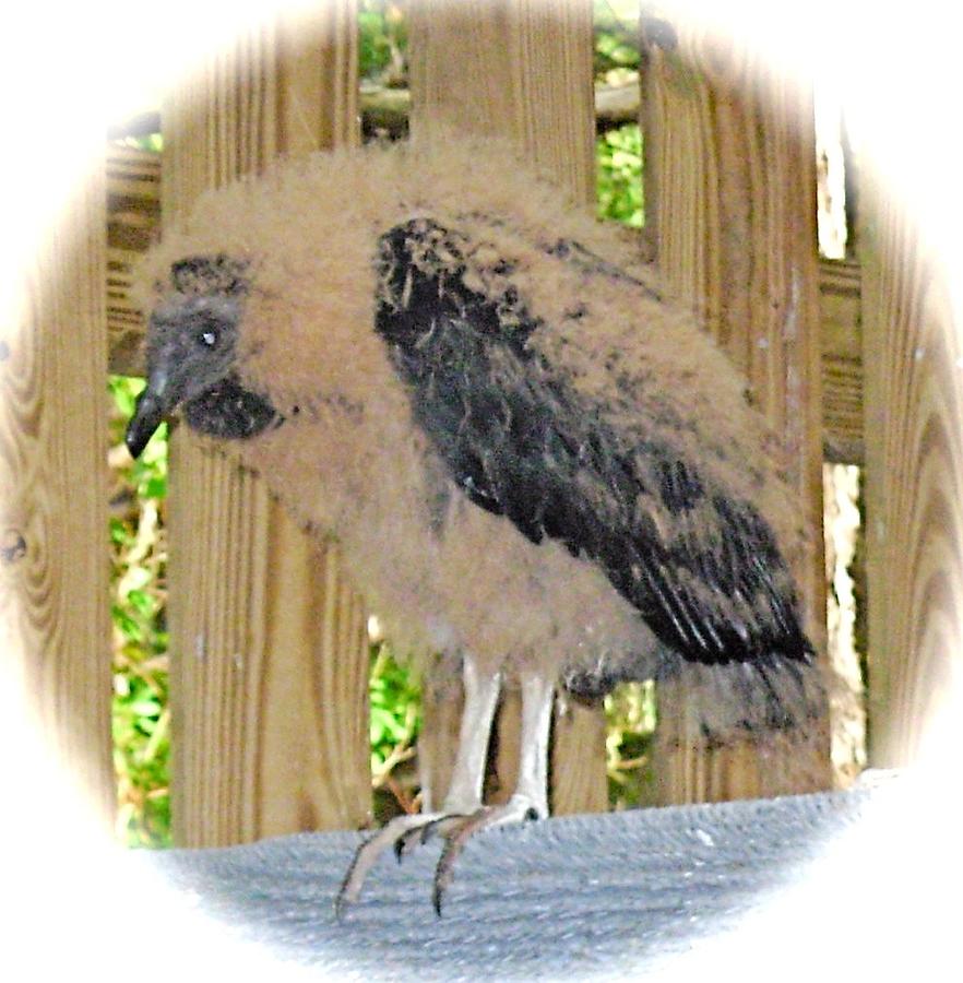 Baby Black Vulture Photograph by Jeanne Juhos