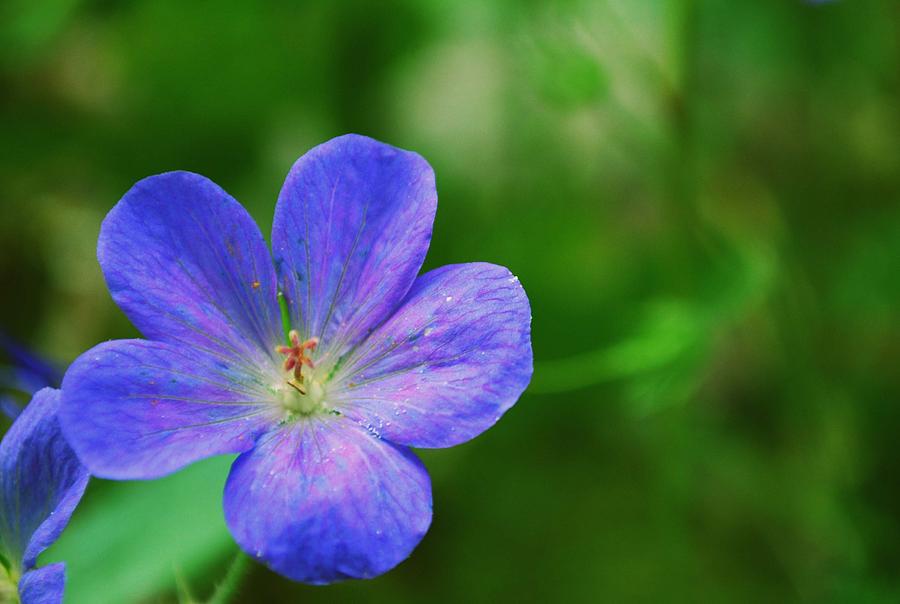 baby-blue-photograph-by-gary-wonning-fine-art-america