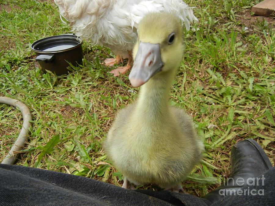 Goose Photograph - Baby Blue by Janene Gibbs