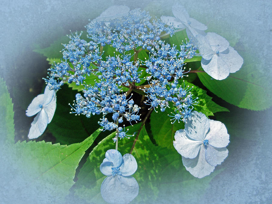 Nature Photograph - Baby Blue Lace Cap Hydrangea by Carol Senske