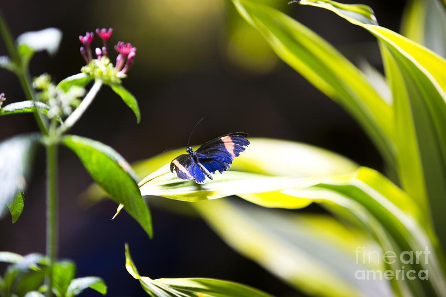 Butterfly Photograph - Baby Blue by Leslie Leda