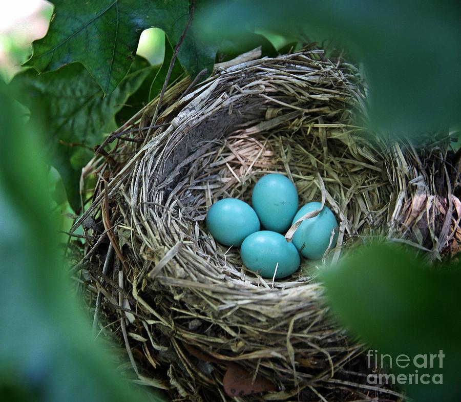 Egg Photograph - Baby Blue by Scott Allison