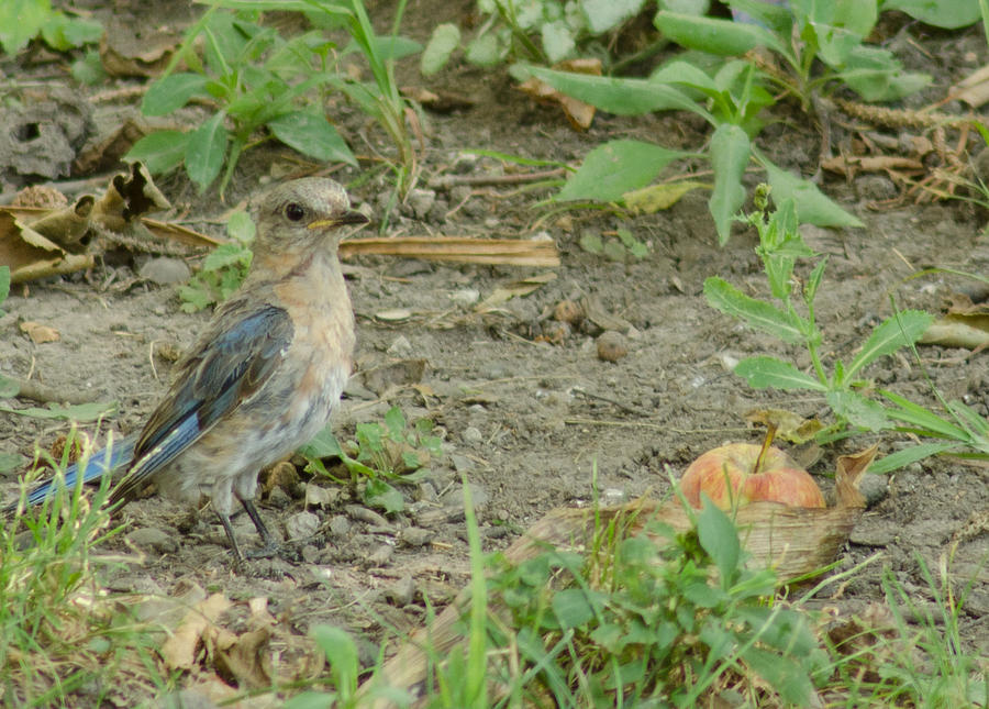 Bluebird Photograph - Baby Bluebird with Apple by Maria Suhr