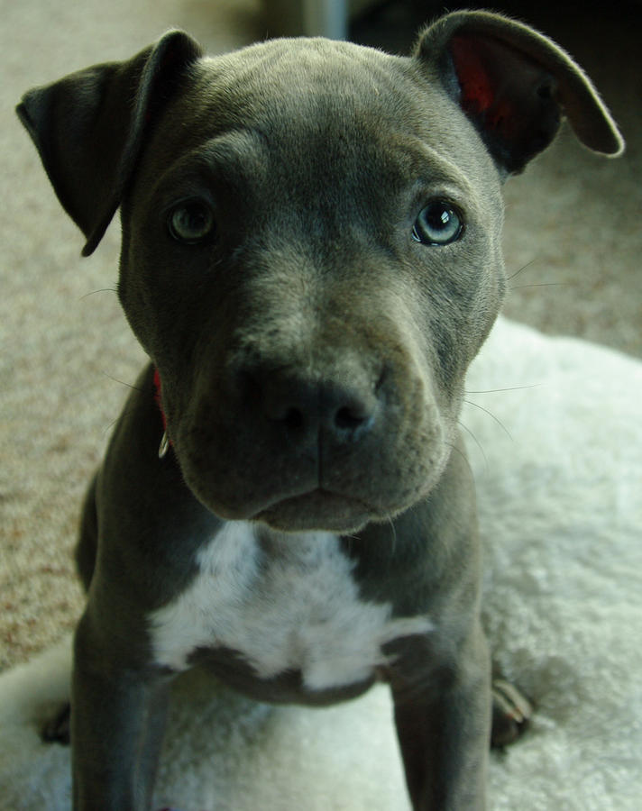 blue nose baby pitbull
