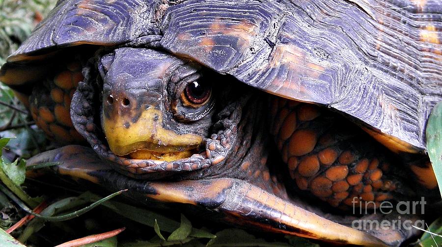 Baby Box Turtle Photograph By Lonna Ours - Pixels