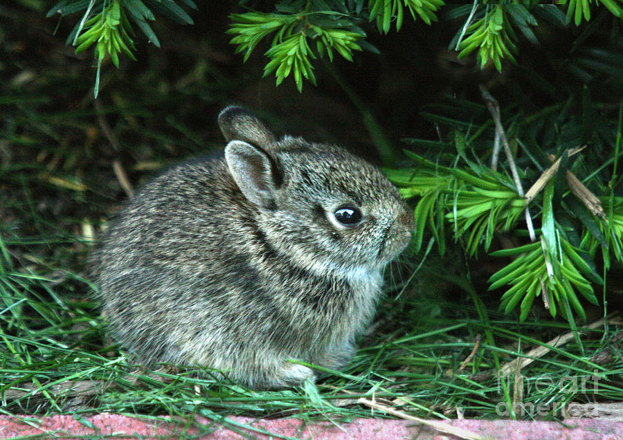 Baby Bunny Photograph by Crystal Nederman