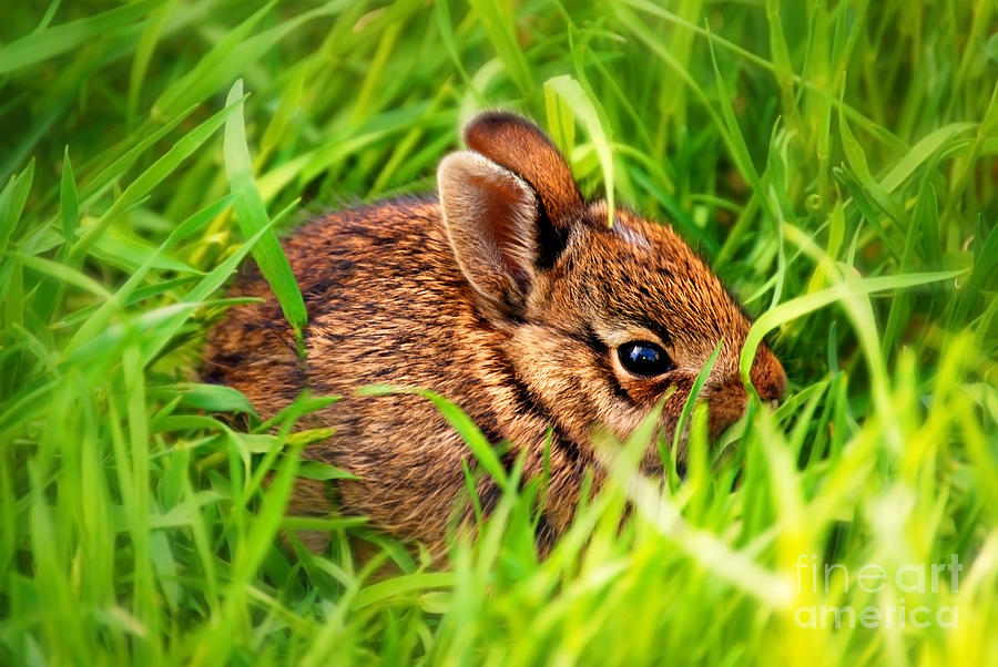 Baby Bunny Photograph by HD Connelly