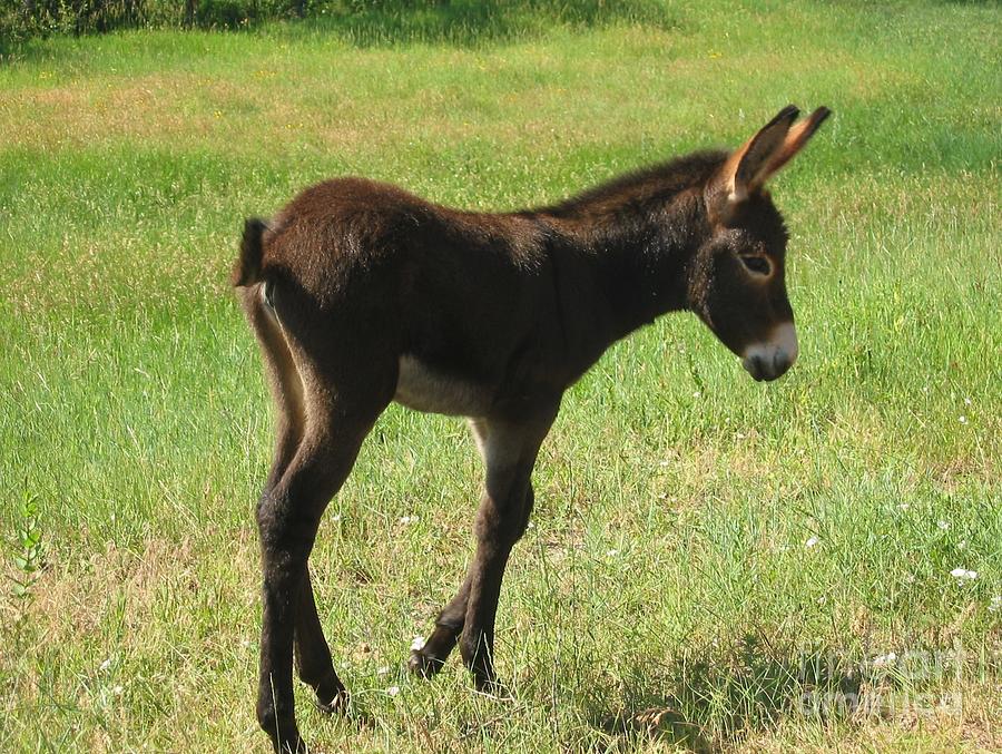 Baby Burro Named Romper Photograph by Ann Johndro-Collins