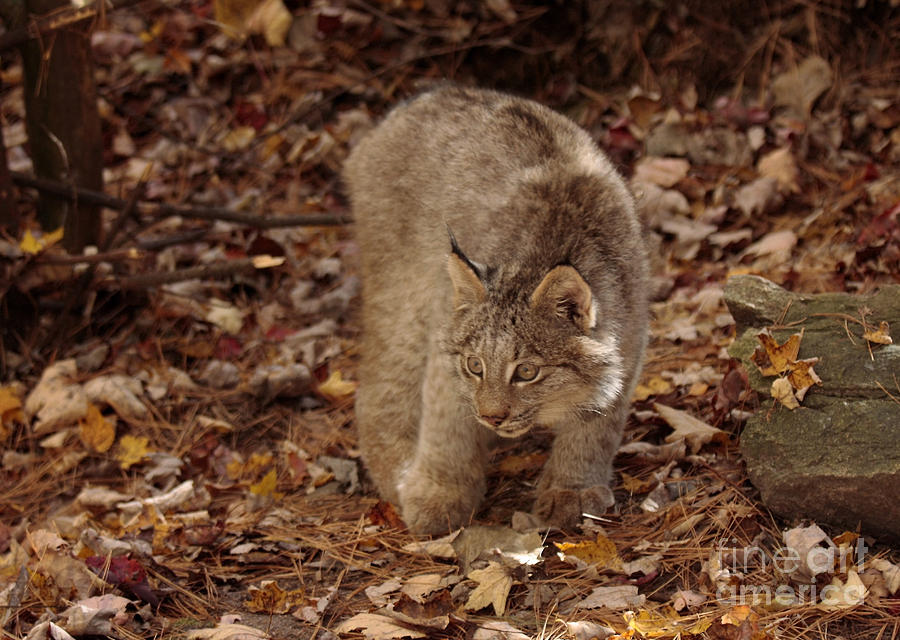 Nature Photograph - Baby Canada Lynx Stalking a Squirrel by Inspired Nature Photography Fine Art Photography