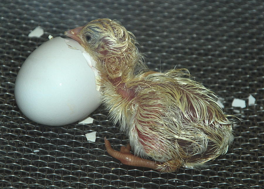 Baby Chick Resting  Photograph by Richard Bryce and Family
