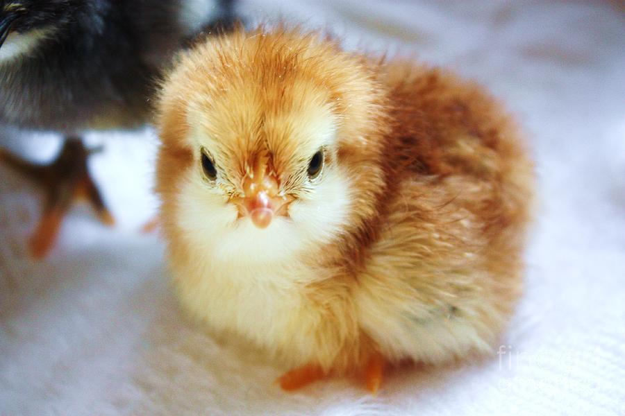 Baby chicken new born Photograph by Simon Bratt