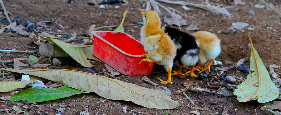 Baby Chickens Photograph by Atom Crawford