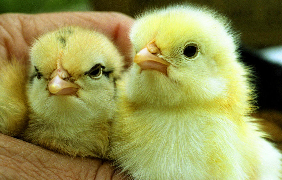 Baby chicks Photograph by Emanuel Tanjala
