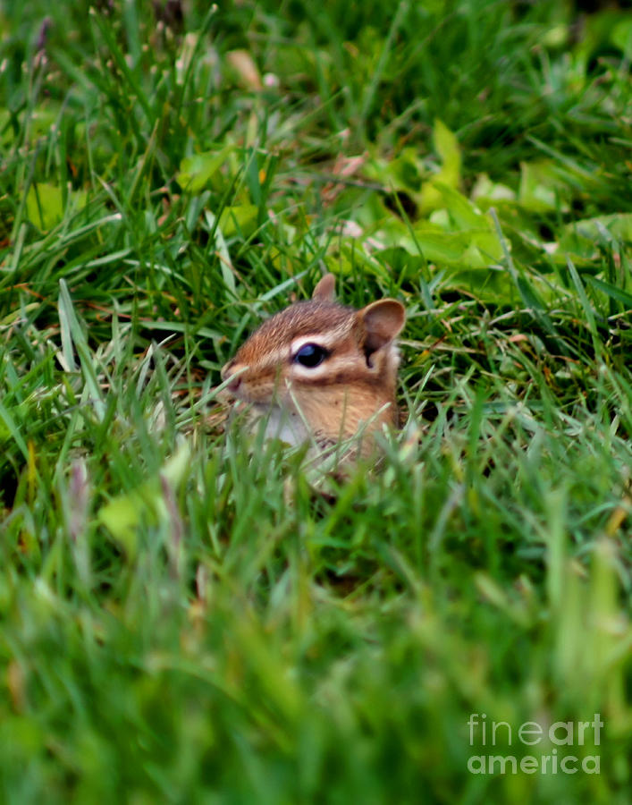 Baby Chipmunk Peeking Photograph by Smilin Eyes Treasures