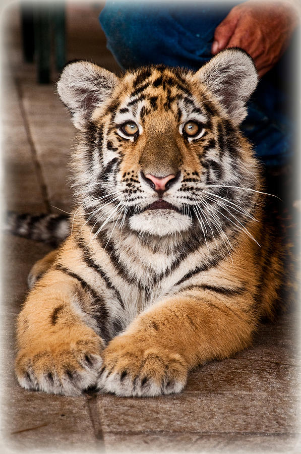 Tiger Photograph - Baby by CM Stonebridge