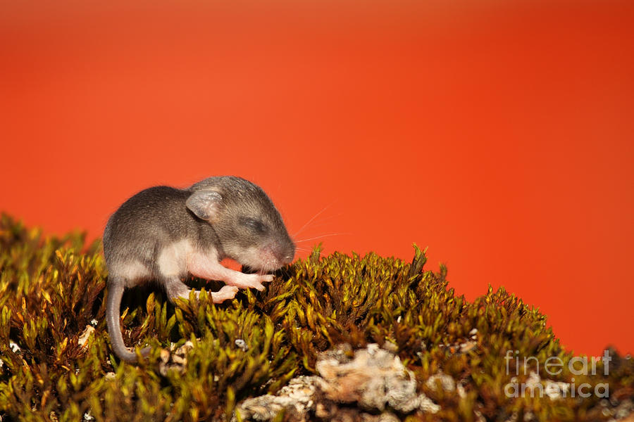 Baby Deer Mouse On Moss Photograph by Max Allen