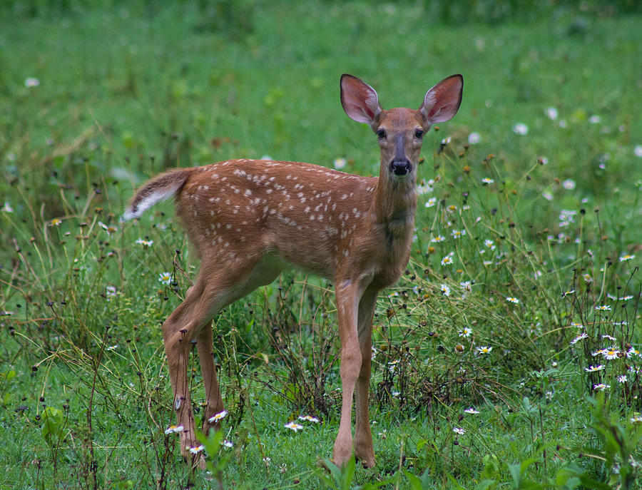 Baby Deer Photograph