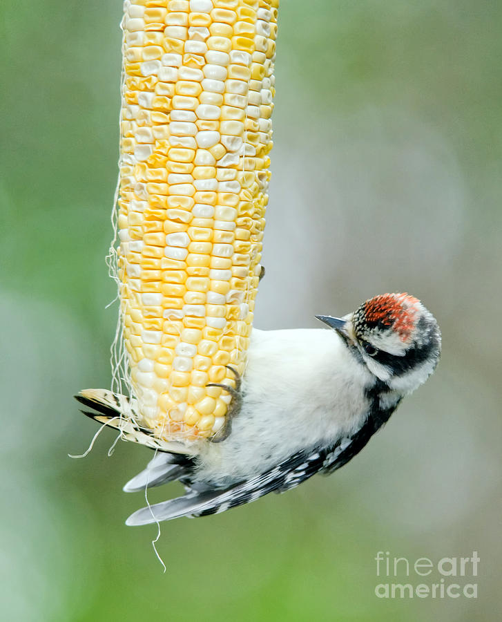 Baby Downy Woodpecker Has Lunch Photograph by Jean A Chang