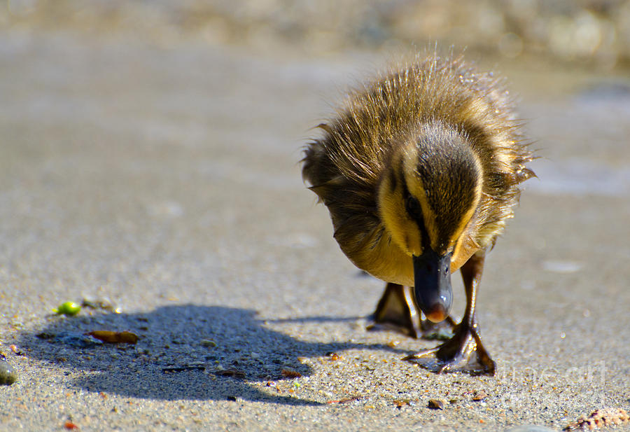 Baby duck Photograph by Mats Silvan