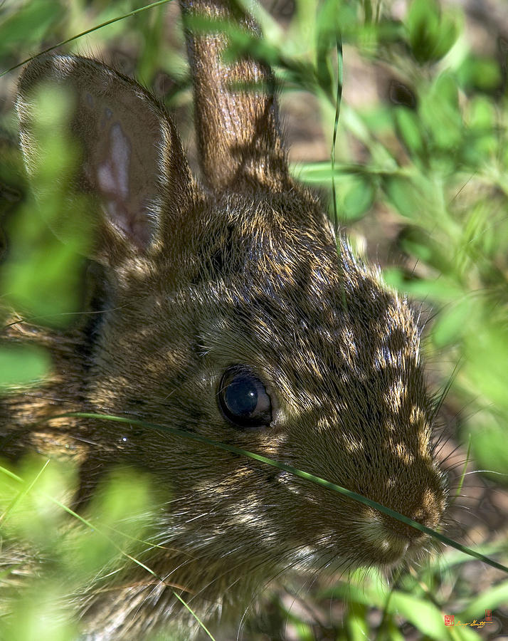 Baby Eastern Cottontail Rabbit DMAM011 Photograph by Gerry Gantt