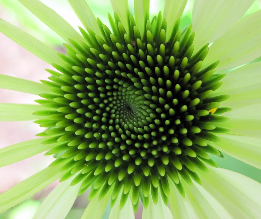 Baby echinacea Photograph by Life Makes Art